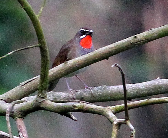 A rather distant, but still stunning  male Siberian Rubythroat.