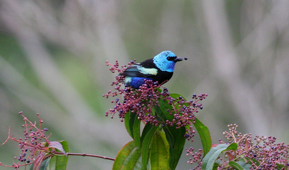 Blue-necked Tanager..showing off...