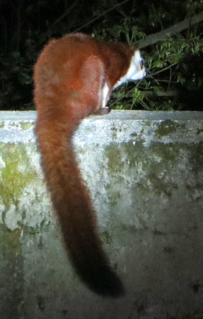 The huge Red-and-white Flying Squirrel.