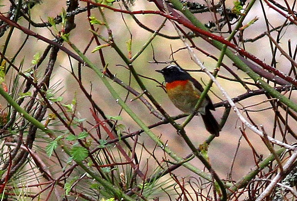 The delightful, endemic Collared (Johnstone's) Bush-Robin.