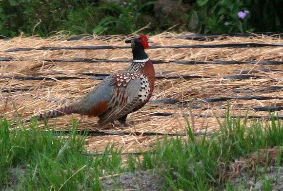 Ring-necked Pheasant....but of the distinctive Taiwanese race 'formosanus'