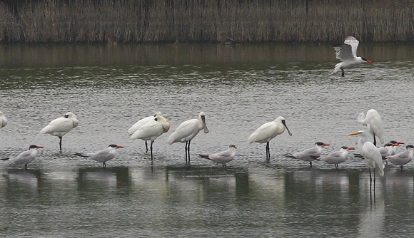 The Endangered Black-faced Spoonbill.