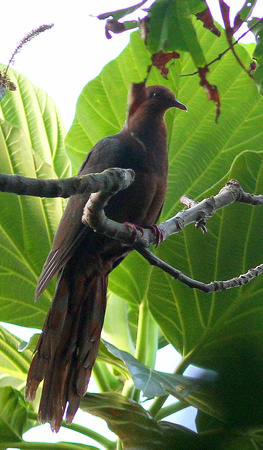 Philippine Cuckoo-Dove.