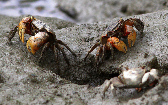 Crabs in the Riverside Park, Taipei.