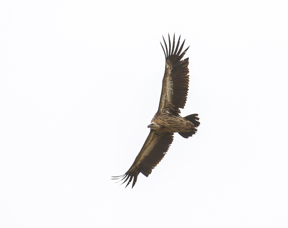 Himalayan Griffon Vulture.