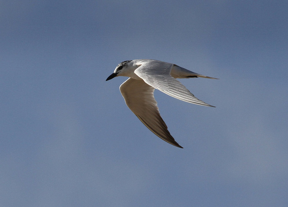 Gull-billed Tern.
