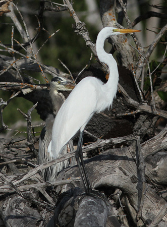 Great White Egret and  Great Blue Heron.
