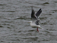 .....my final one of the World's gulls!