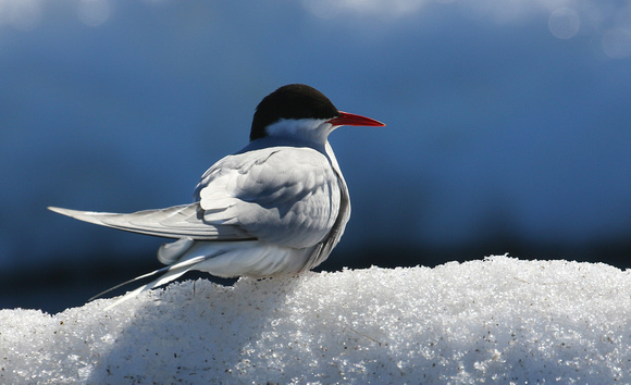 One last Arctic Tern !