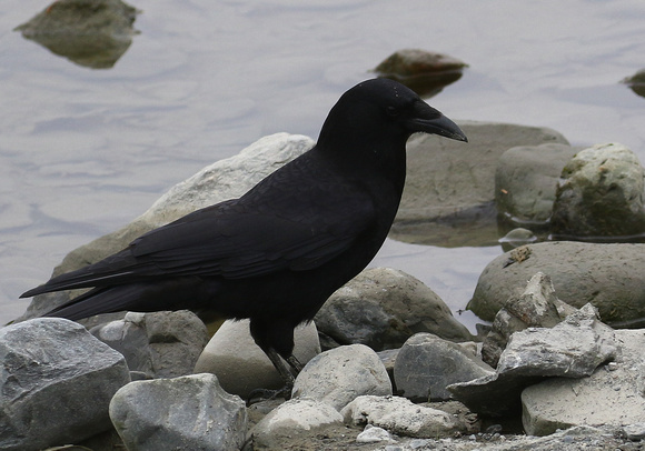 ...Northwestern Crow....