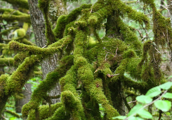 The  mossy forests of the Seward area...
