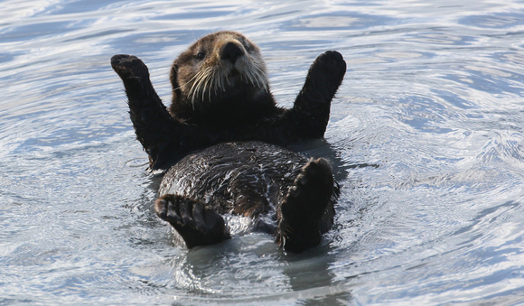 .....past the Sea Otters.