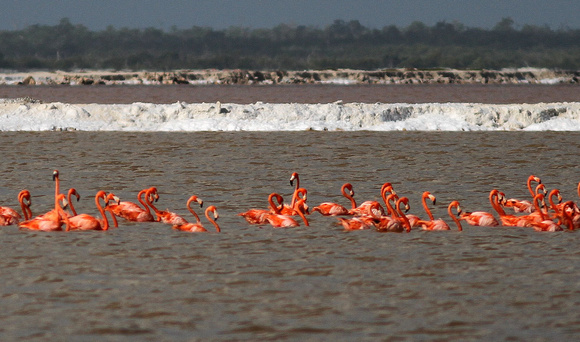 American Flamingos on the salt pans.