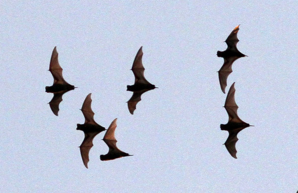 Free-tailed Bats