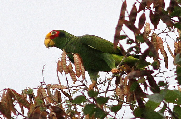 Yucatan Parrot