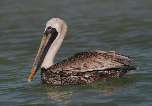 Brown Pelican ( adult).