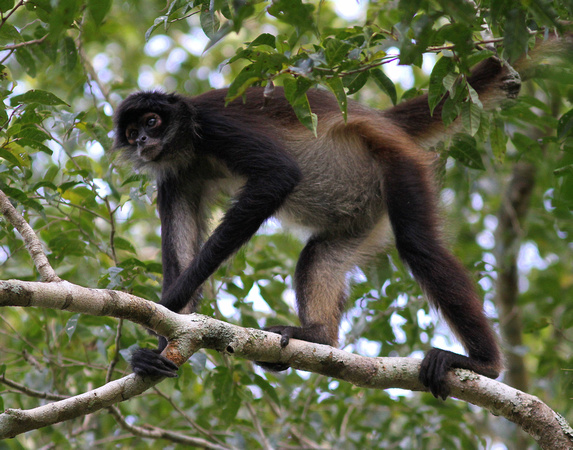 The rather aggressive Black-handed ( or Central American ) Spider Monkey.