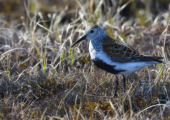 Dunlin ( summer plumage).