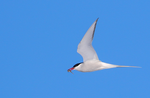 Another beautiful Arctic Tern.....