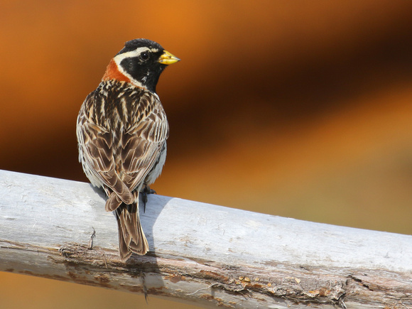 Lapland Bunting ( Longspur).....male