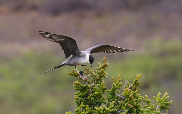 Long-tailed Skua ( or Jaeger).