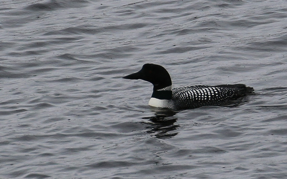 Common Loon/Great Northern Diver.