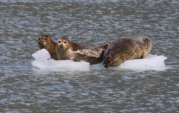 Harbour Seals chillin' !