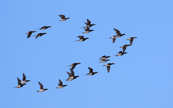 A flock of Long-tailed  Ducks migrating