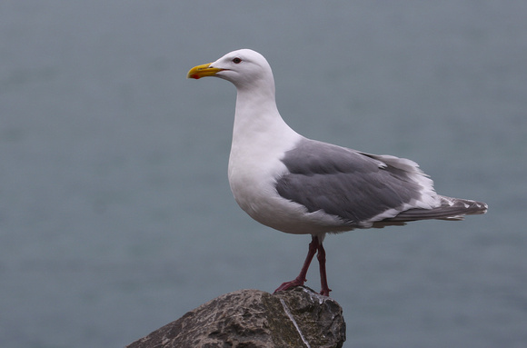 Down on the shore was this Glaucous-winged Gull.....