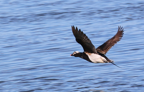 Long-tailed Duck ( male)