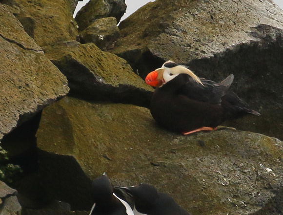 The outrageous Tufted Puffin