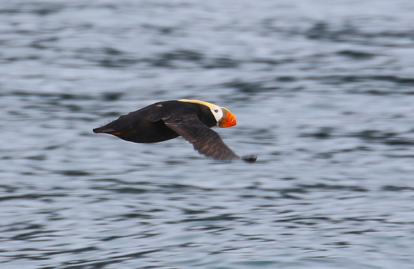 Tufted Puffin.