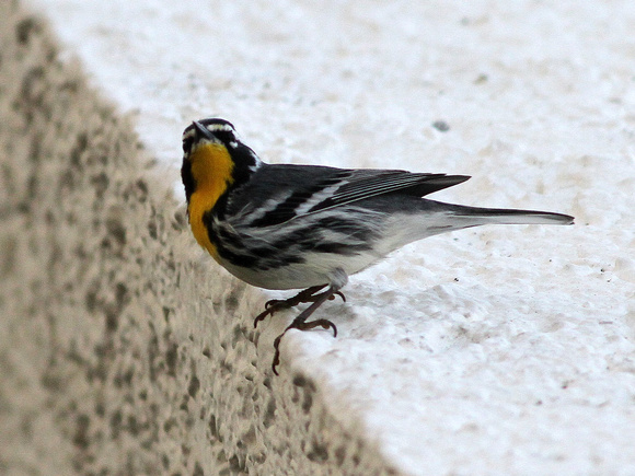 Yellow-throated Warbler..in the dining room of our hotel!