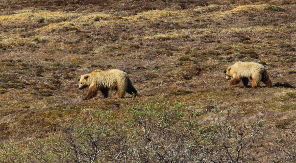 Our first-ever Grizzly Bears.