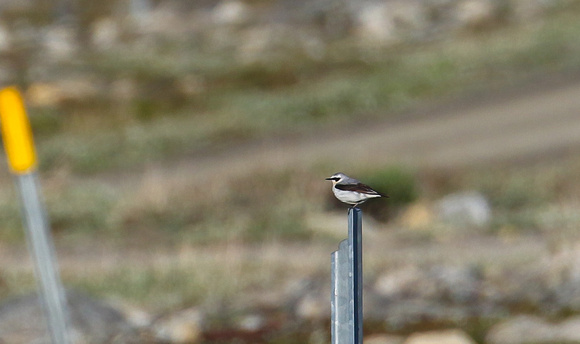 ...and Northern Wheatear.