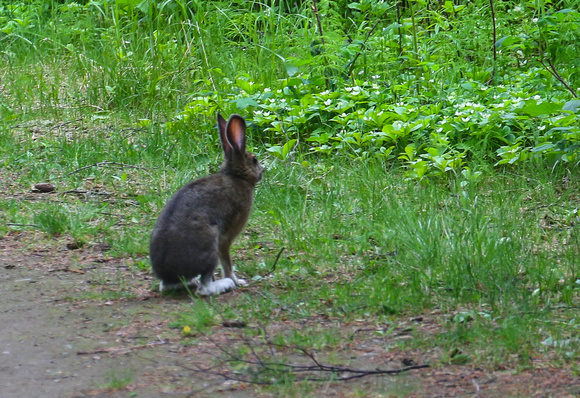 The  aptly  named Snowshoe Hare !