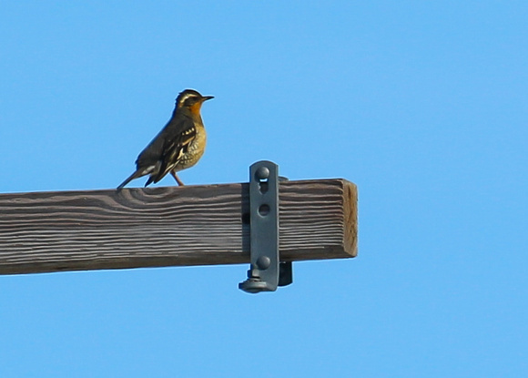 This vagrant Varied Thrush was several hundred miles north of the nearest trees.