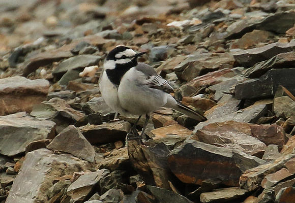 ....but also White Wagtail....