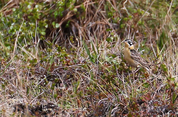 The smart ( but always distant) Smith's Longspur.
