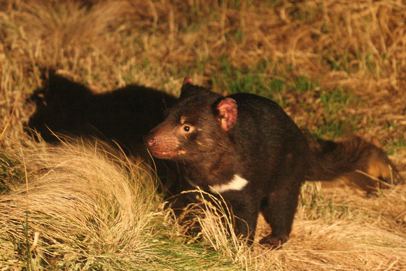 to attract the fast-disappearing Tasmanian Devil.