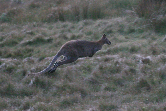 Kangaroo...at speed!..probably Red-necked Wallaby.