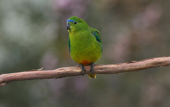 And the reason...the critically endangered Orange-bellied  Parrot...