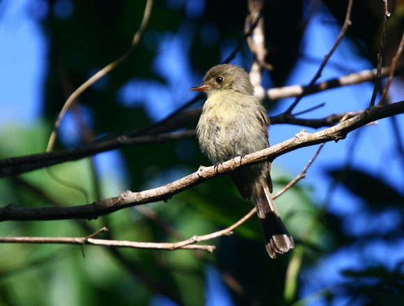 Another Jamaican Pewee