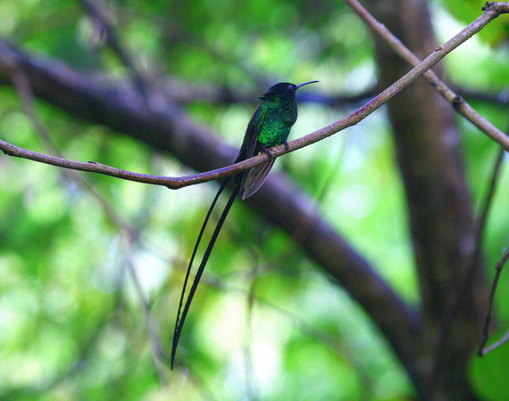 The gorgeous male Black-billed Streamertail
