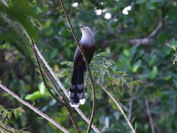 Chestnut-bellied Cuckoo