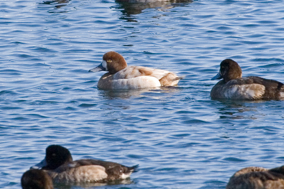 ..and  ducks  loafing in the  unfrozen water..leucistic  Greater Scaup in the centre.
