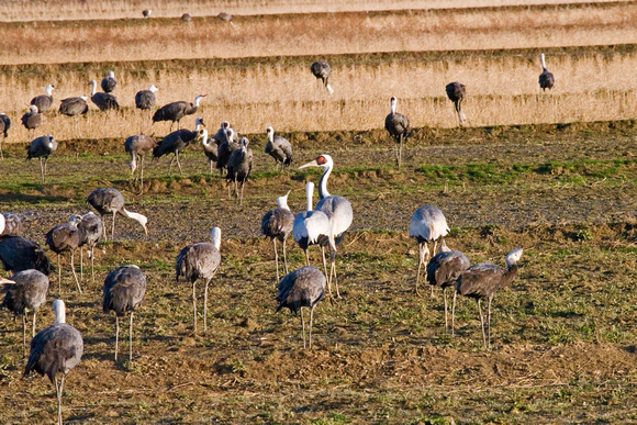 A single White-naped Crane with a  flock of the  much smaller  Hooded Cranes.