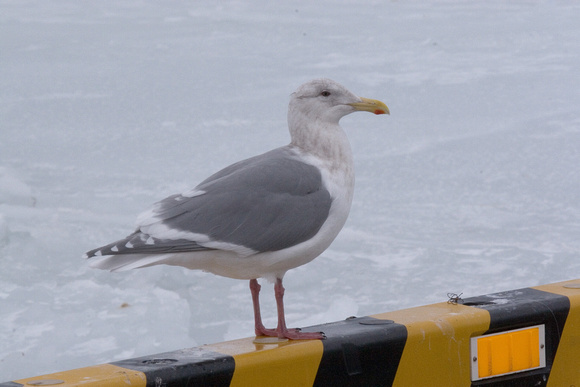 Glaucous-winged Gull....probably !!