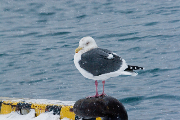 Slaty-backed gull