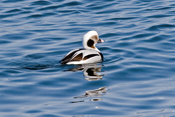 Long-tailed Duck....